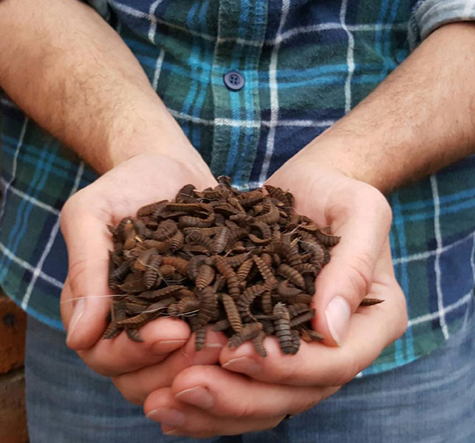 Goterra's insect farms convert food waste into sustainable insect protein and fertiliser.
